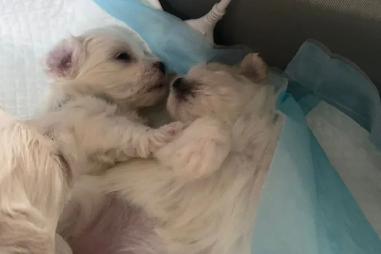 Maltese
