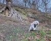 Maltipoo