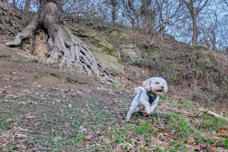 Maltipoo