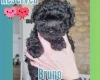 Maltipoo