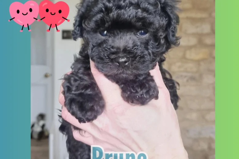 Maltipoo