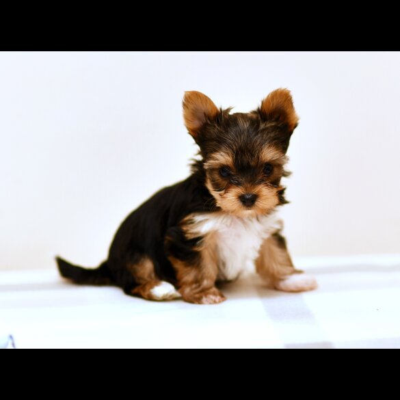 Yorkshire Terrier