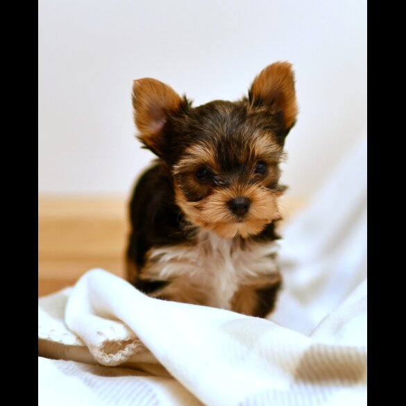 Yorkshire Terrier