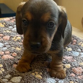 Dachshund (Miniature Wire Haired)