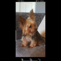 Yorkshire Terrier