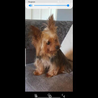 Yorkshire Terrier