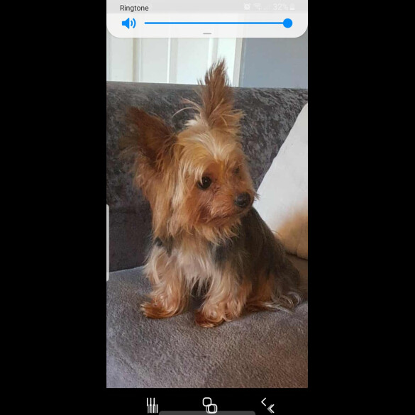 Yorkshire Terrier
