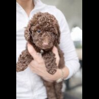 Goldendoodle