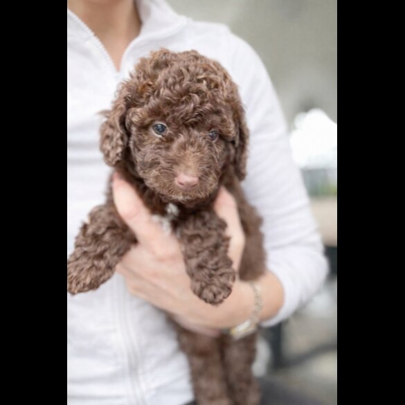 Goldendoodle