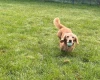 Dachshund (Miniature Long Haired)