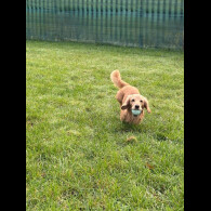 Dachshund (Miniature Long Haired)