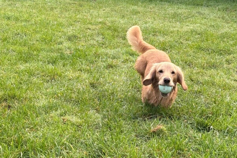 Dachshund (Miniature Long Haired)