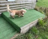 Dachshund (Miniature Long Haired)