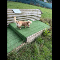Dachshund (Miniature Long Haired)