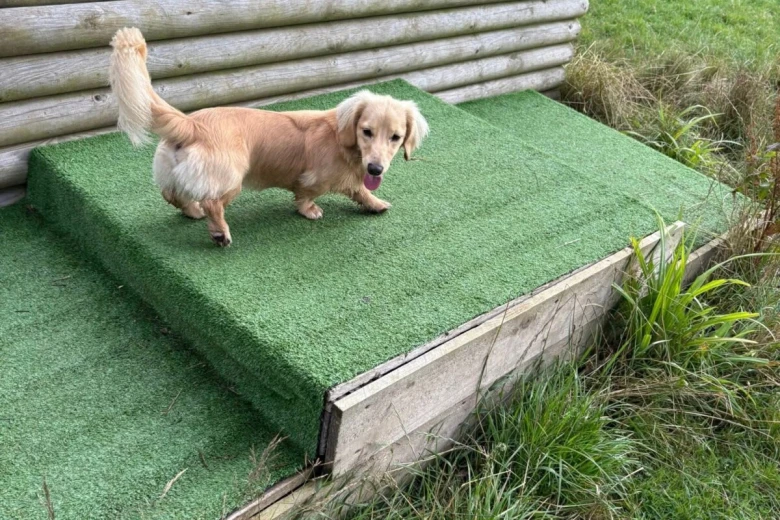 Dachshund (Miniature Long Haired)
