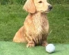 Dachshund (Miniature Long Haired)