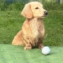 Dachshund (Miniature Long Haired)