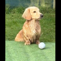 Dachshund (Miniature Long Haired)