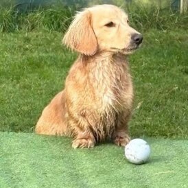 Dachshund (Miniature Long Haired)