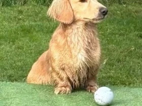 Dachshund (Miniature Long Haired)