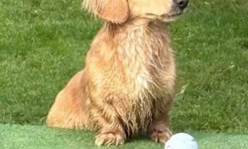 Dachshund (Miniature Long Haired)