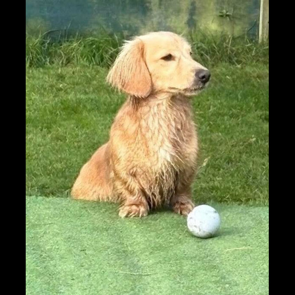 Dachshund (Miniature Long Haired)