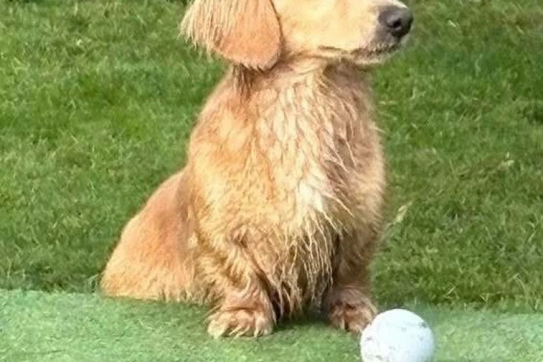 Dachshund (Miniature Long Haired)