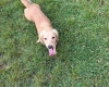Dachshund (Miniature Long Haired)