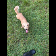 Dachshund (Miniature Long Haired)