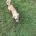 Dachshund (Miniature Long Haired)