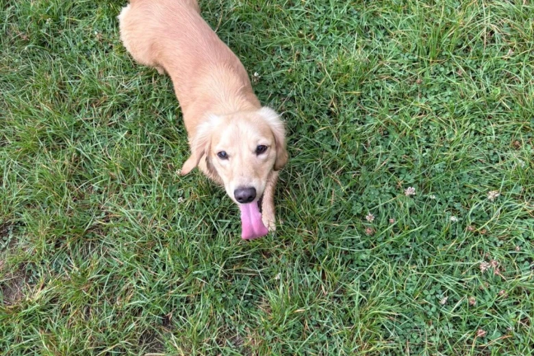 Dachshund (Miniature Long Haired)