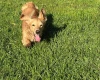 Dachshund (Miniature Long Haired)
