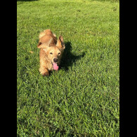 Dachshund (Miniature Long Haired)