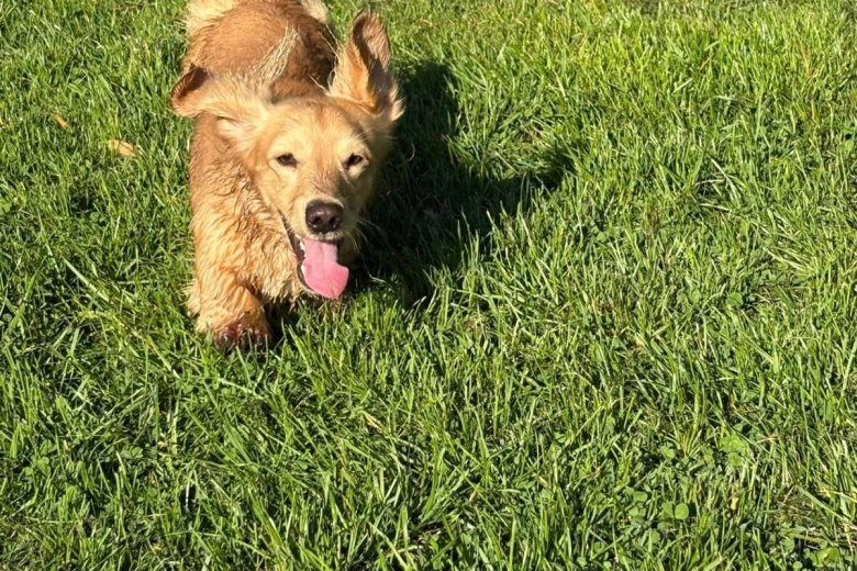 Dachshund (Miniature Long Haired)