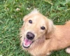 Dachshund (Miniature Long Haired)
