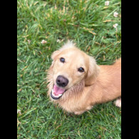 Dachshund (Miniature Long Haired)