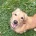 Dachshund (Miniature Long Haired)