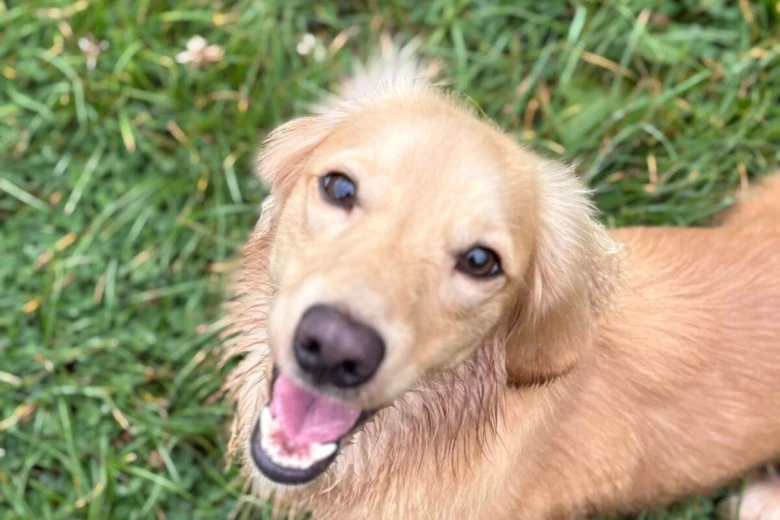 Dachshund (Miniature Long Haired)