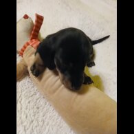 Dachshund (Smooth Haired)