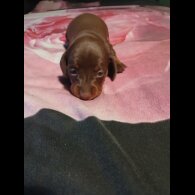 Dachshund (Smooth Haired)