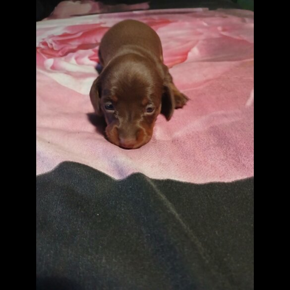 Dachshund (Smooth Haired)