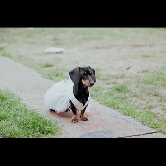 Dachshund (Smooth Haired)