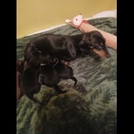 Dachshund (Smooth Haired)