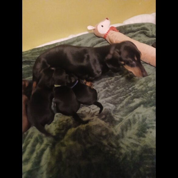 Dachshund (Smooth Haired)