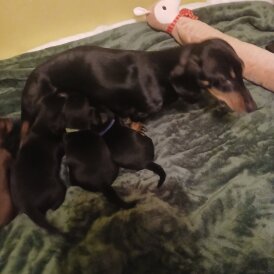 Dachshund (Smooth Haired)