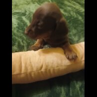 Dachshund (Smooth Haired)