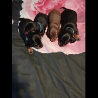 Dachshund (Smooth Haired)