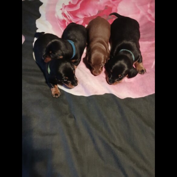 Dachshund (Smooth Haired)