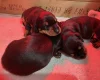 Dachshund (Miniature Smooth Haired)