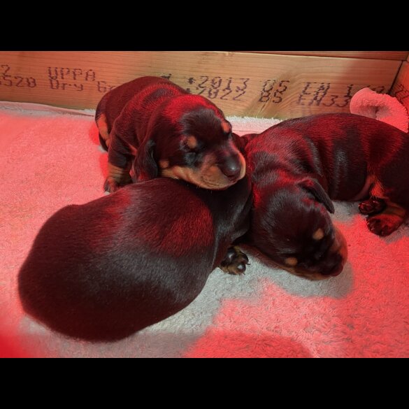 Dachshund (Miniature Smooth Haired)